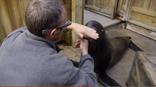 佩戴 Google Glass 眼鏡的休士頓動物園飼育員,讓病童可以虛擬近距離接觸動物。畫面擷取自 Memorial Hermann 醫院網站