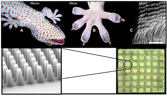 Geckskin 的靈感跟概念均來自壁虎,畫面擷取自 DARPA 官方網站