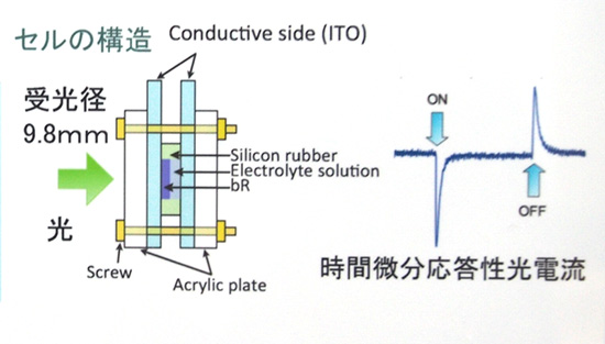 打造人造視網膜!日本推出用生物材料製感光元件