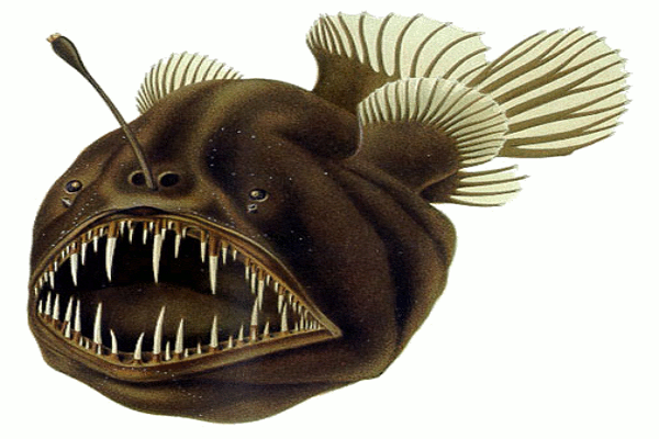 鮟鱇魚﹝圖片來源/維基百科﹞