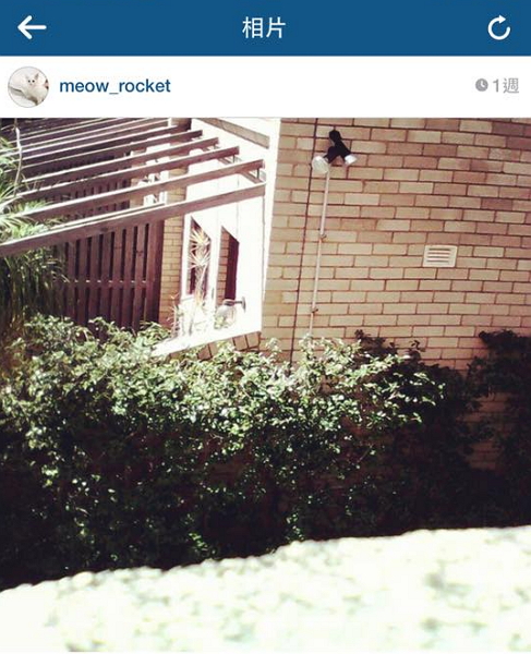 貓站在高台上遠處望~那一片綠波海茫茫~~(圖片來源/meow_rocket Instagram)