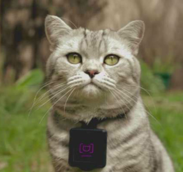 專業貓麻豆示範佩帶Catstacam相機頸圈!(圖片來源/Whiskas Facebook