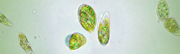euglena  的生質燃料是從圖中的微生物:眼蟲中提煉而來的(圖片來源/擷取自 euglena 官網)