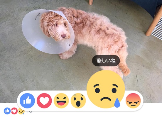 這次在日本啟用的情緒符號,少了「Yay」這個選項(圖/fashionsnap)