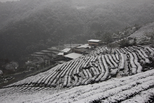 拍攝雪景光線也是很重要的事,適合的光線最能呈現雪景的層次感,圖為今早新北市坪林雪景(本報記者張安蕎攝影)