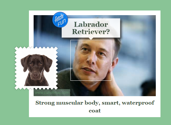 Tesla 執行長 Elon Musk,分析指出性格像拉布拉多獵犬,擁有強健肌肉、聰明、以及極佳的環境防禦力(圖/what-dog)