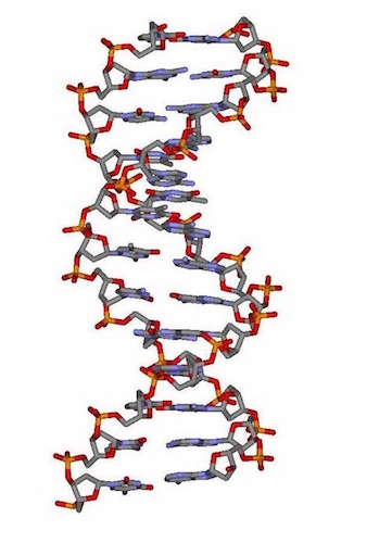 國外的最新技術是將資料記錄在遺傳物質 DNA 上頭!(圖片來源/本報資料照)