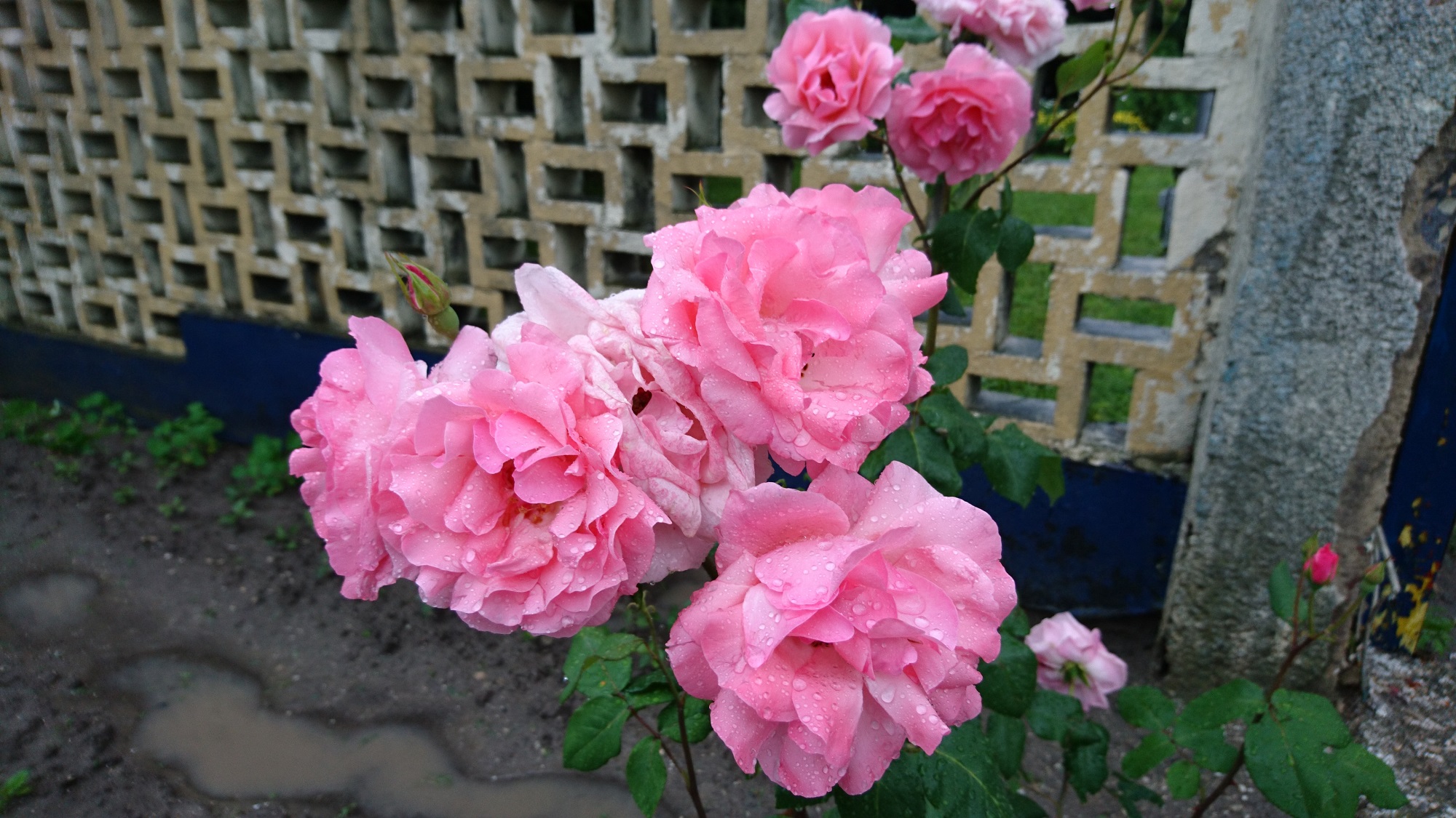 Xperia X 拍攝畫面（圖／Phone Arena）