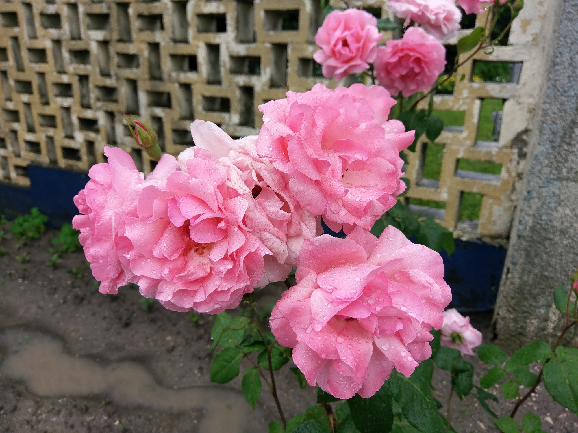 hTC 10 拍攝畫面（圖／Phone Arena）