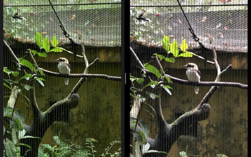 圖左為 iPhone XR、右為 iPhone 8 Plus。開啟 2 倍變焦後，8 Plus 的照片在望遠鏡的協助下，表現較好（圖／記者黃敬淳攝）