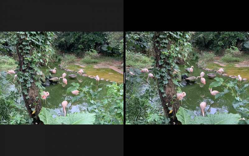 圖左為 iPhone XR、右為 iPhone XS Max。兩者成像相對接近（圖／記者黃敬淳攝）