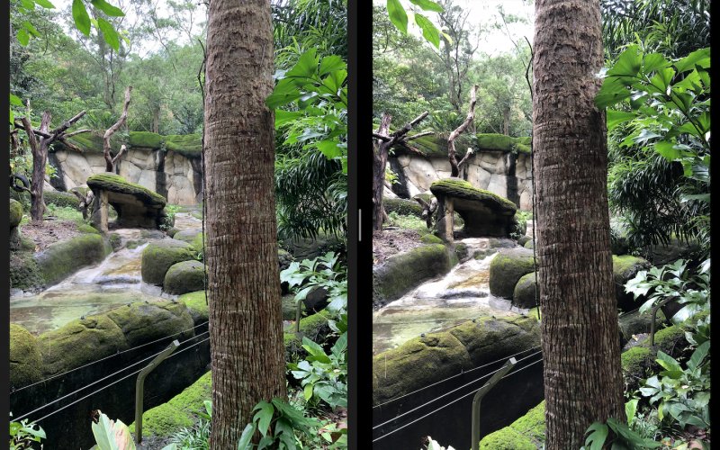 圖左為 iPhone XR、右為 iPhone 8 Plus。XR 左上角比較沒有過曝之餘，樹幹的處理比較乾淨（圖／記者黃敬淳攝）