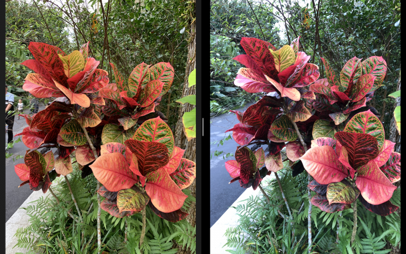 圖左為 iPhone XR、右為 iPhone 8 Plus。XR 展示了更精準且寫實的白平衡（圖／記者黃敬淳攝）