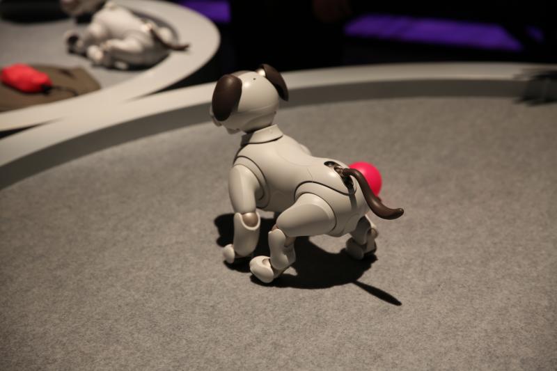 【CES直擊】Sony 機器寵物狗「AIBO」萌樣再升級！像傢裏的小狗一樣撒嬌