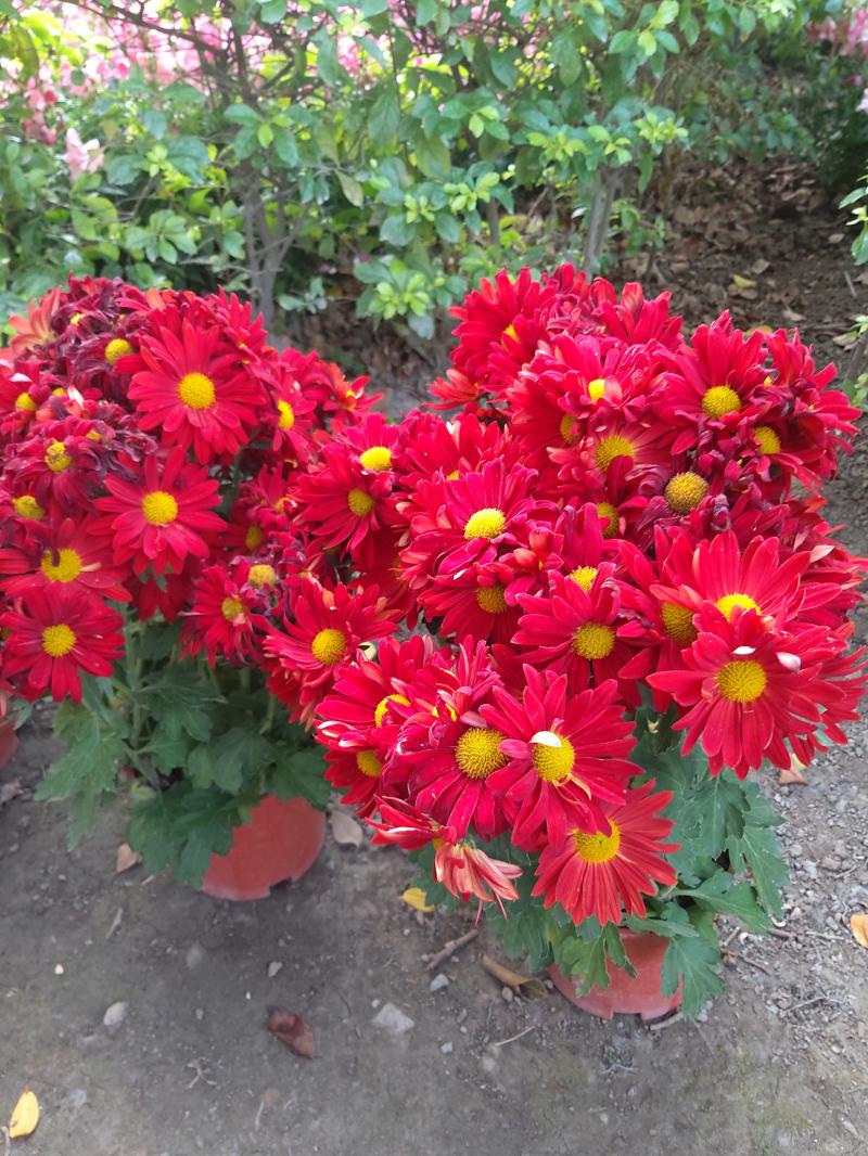 Galaxy A8s 成像。（圖／記者黃敬淳攝）