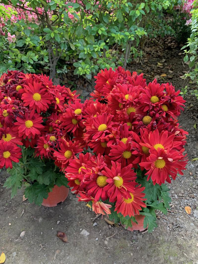 iPhone XS Max 成像（圖／記者黃敬淳攝）