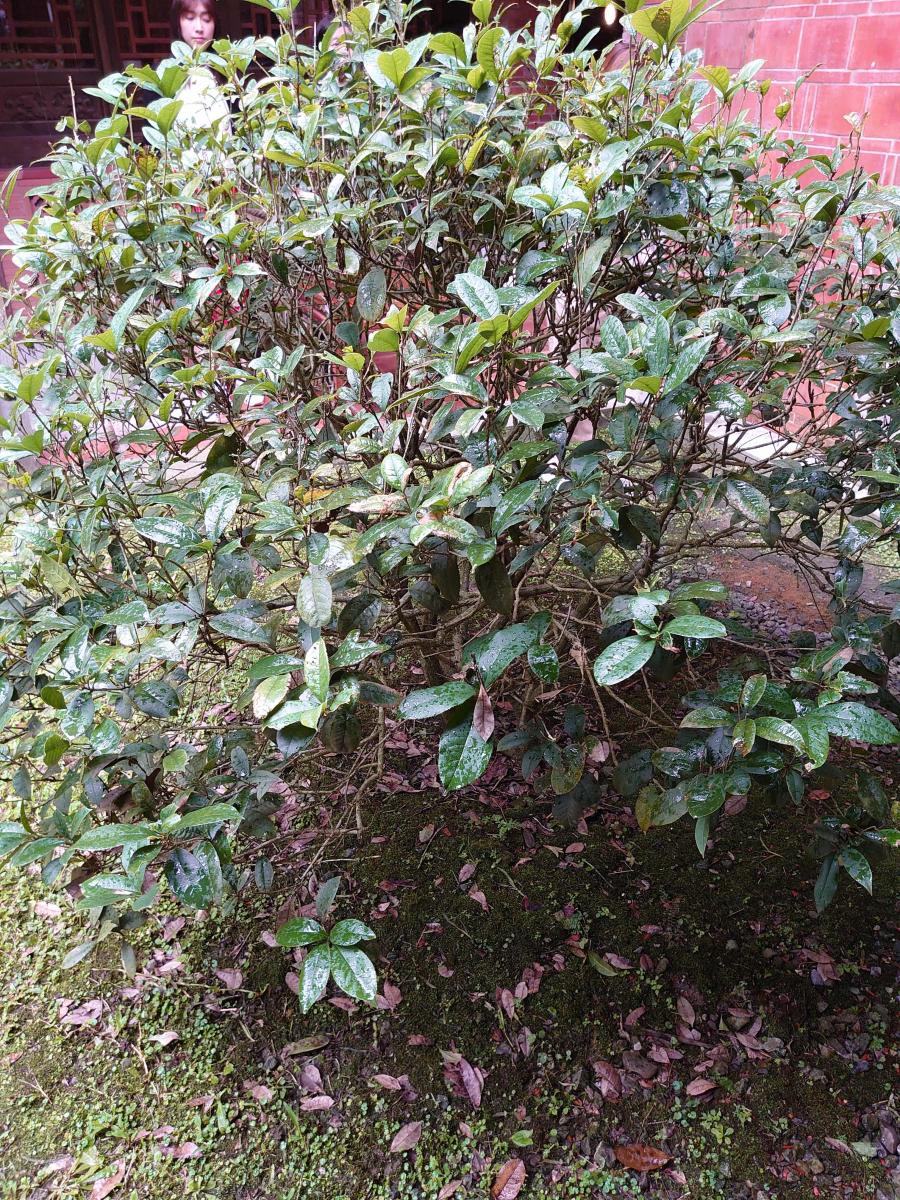 （圖／記者黃敬淳攝）