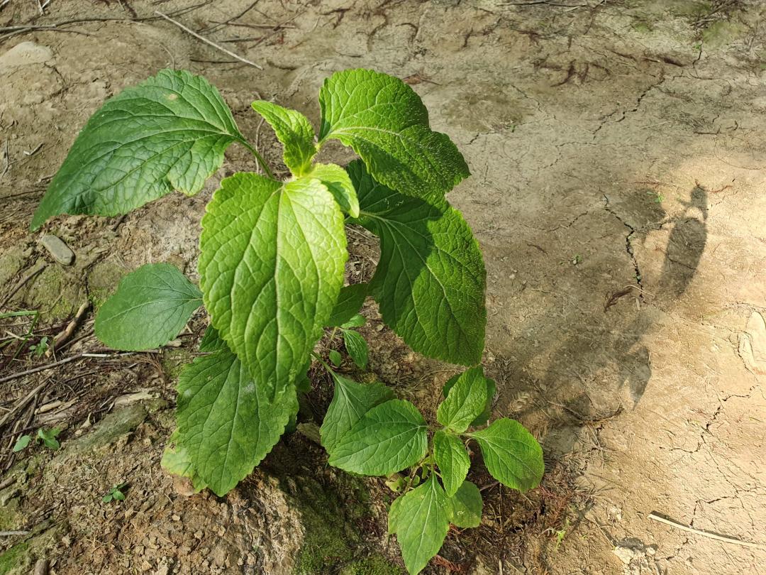 S10  近拍攝自然景物。