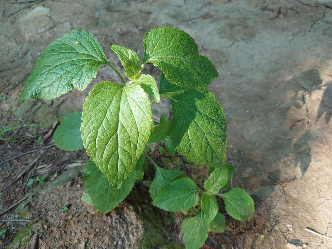 Xperia 5 近拍攝自然景物。