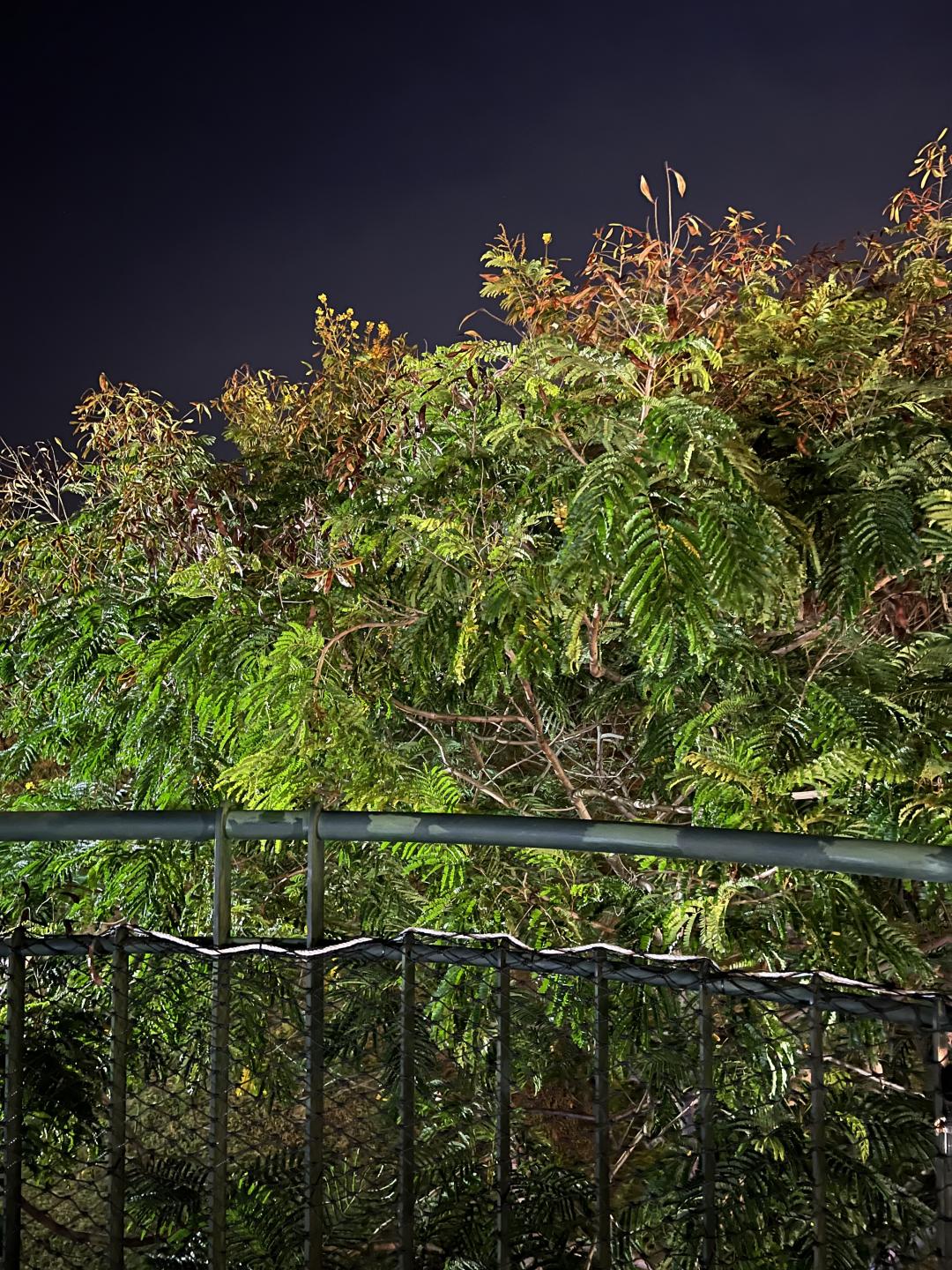 以夜拍模式拍攝（圖／記者黃敬淳攝）