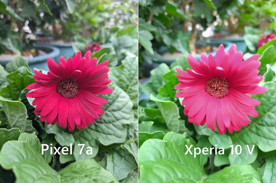 ●近拍花卉:Pixel 7a 勝,色彩對比自然。