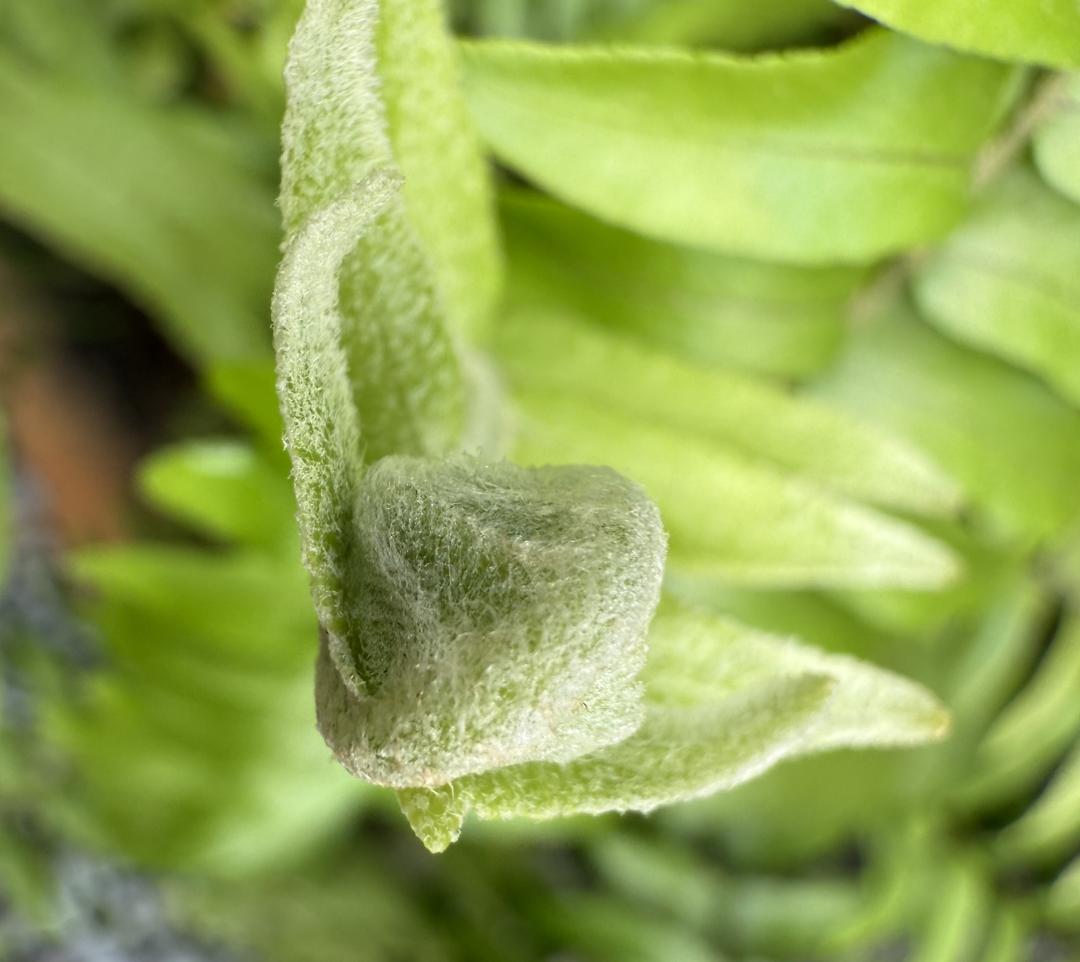 微距拍攝。（圖／記者吳佩樺攝）