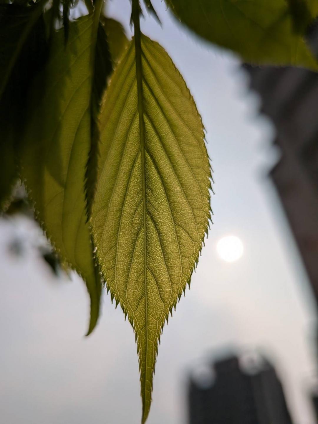 微距攝影支援極限3公分的對焦距離,搭配8倍數位變焦,能帶來不一樣的拍攝視界。