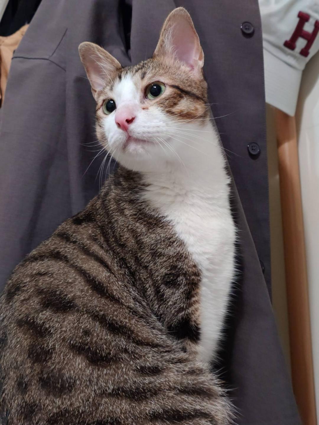 到府收購手機sony 最新旗艦手機值得入手嗎？Xperia 1 VII 開箱實拍搶先看