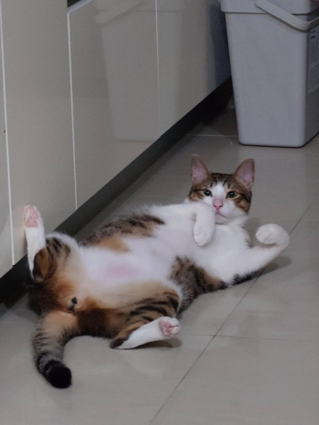 到府收購手機sony 最新旗艦手機值得入手嗎？Xperia 1 VII 開箱實拍搶先看