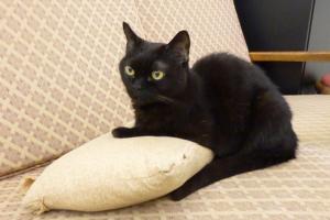 《AI 快學堂-20》毛爸媽必懂ChatGPT指令！寵物溝通、毛孩擬人化超療癒