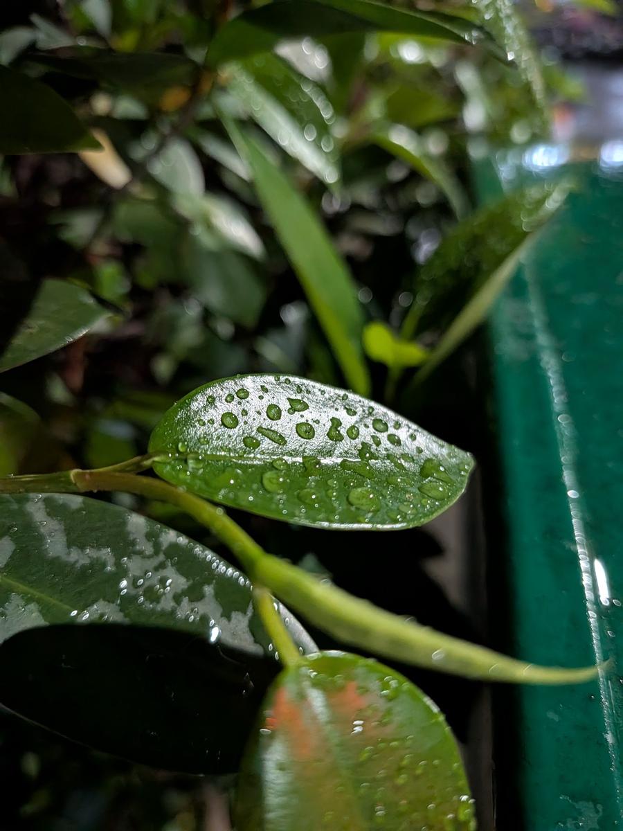 Pixel 10a具備微距對焦功能，可以將相機靠近物體拍攝，捕捉肉眼難以看到的微觀世界。