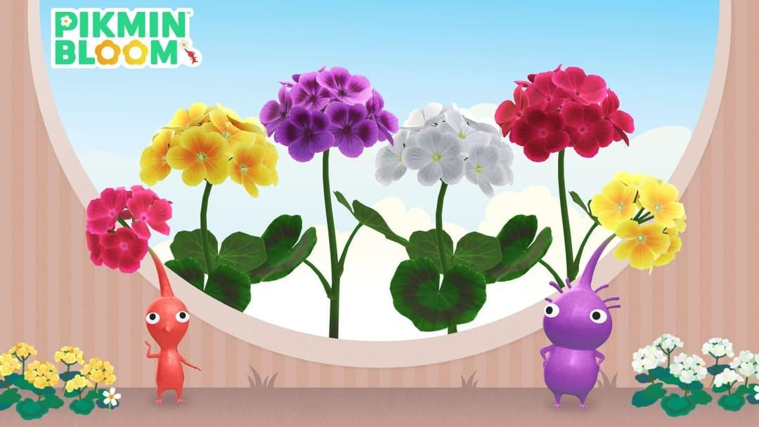 皮克敏 11 月主花為白色、黃色、紅色和藍色天竺葵。（圖片來源：Pikmin Bloom）