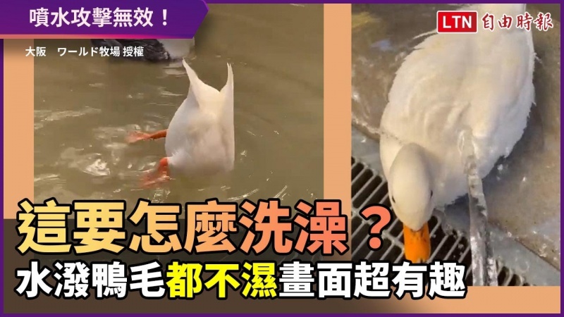 這樣怎麼幫你洗澡?水潑鴨毛都不濕 網友讚:簡直是黑科技 這樣怎麼幫你洗澡?水潑鴨毛都不濕 網友讚:簡直是黑科技