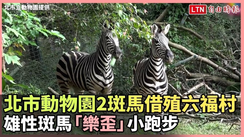 北市動物園2雌性斑馬借殖六福村 雄性斑馬「樂歪」小跑步(北市動物園提供) 北市動物園2雌性斑馬借殖六福村 雄性斑馬「樂歪」小跑步(北市動物園提供)