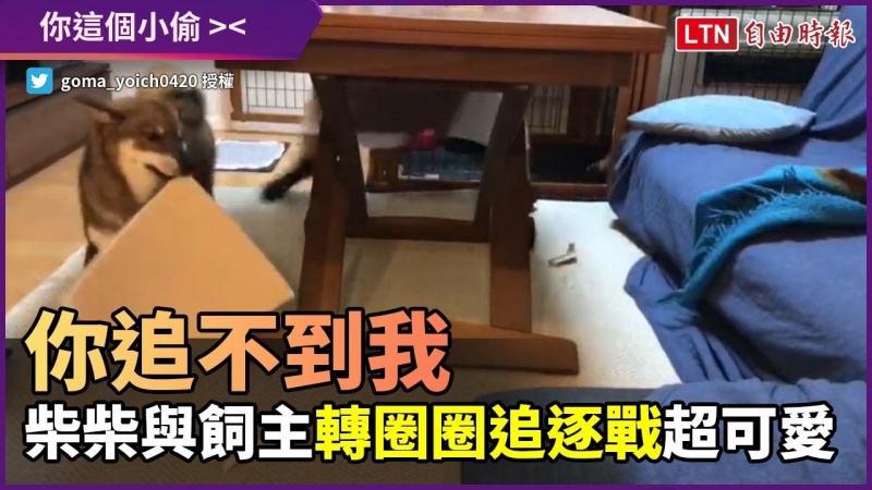 「來追我啊!你追不到!」小偷柴柴與飼主玩追逐戰畫面超可愛 「來追我啊!你追不到!」小偷柴柴與飼主玩追逐戰畫面超可愛