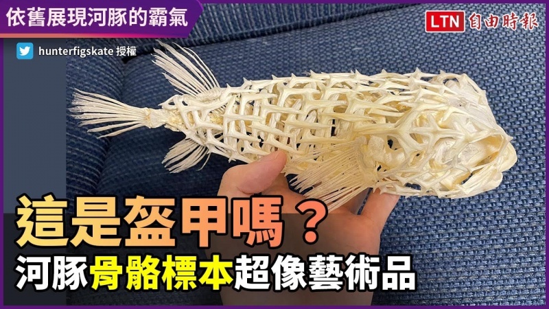 去掉肉體後依舊有河豚霸氣!精緻骨骼標本 簡直就像藝術品 去掉肉體後依舊有河豚霸氣!精緻骨骼標本 簡直就像藝術品