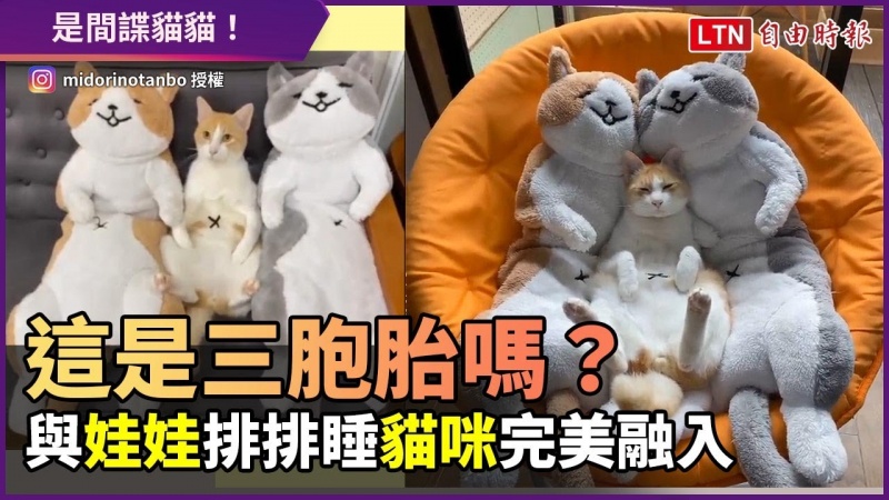 一起排排躺 彷彿三胞胎!與等貓大的娃娃一起睡覺 貓咪完美融入 一起排排躺 彷彿三胞胎!與等貓大的娃娃一起睡覺 貓咪完美融入