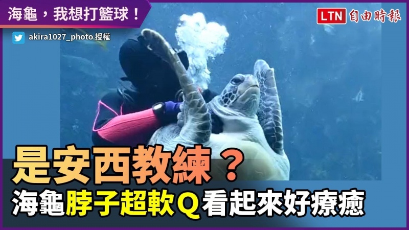 海龜,我想打籃球!脖子柔軟如安西教練超療癒 海龜,我想打籃球!脖子柔軟如安西教練超療癒