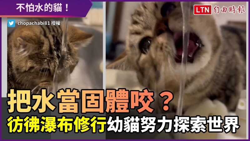 把液體的水當固體咬?彷彿瀑布修行 幼貓努力探索世界 把液體的水當固體咬?彷彿瀑布修行 幼貓努力探索世界