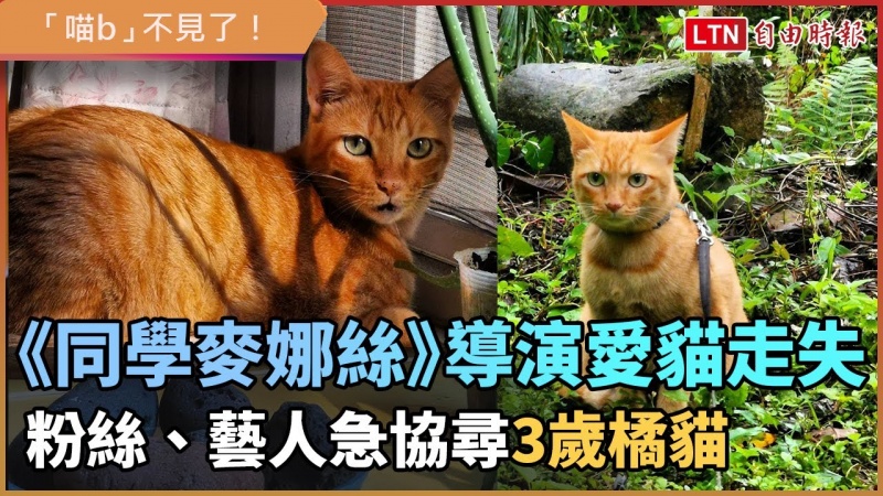 「喵b」不見了!《同學麥娜絲》導演貓兒子走失 粉絲、藝人急協尋 「喵b」不見了!《同學麥娜絲》導演貓兒子走失 粉絲、藝人急協尋
