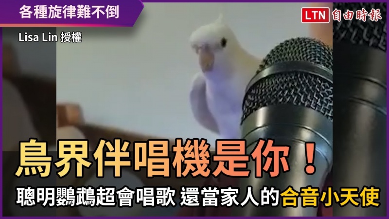 鳥界伴唱機是你!聰明鸚鵡超會唱歌 還當家人的合音小天使 鳥界伴唱機是你!聰明鸚鵡超會唱歌 還當家人的合音小天使