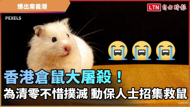 香港倉鼠大屠殺!為清零不惜撲滅 動保人士招集救鼠
香港倉鼠大屠殺!為清零不惜撲滅 動保人士招集救鼠