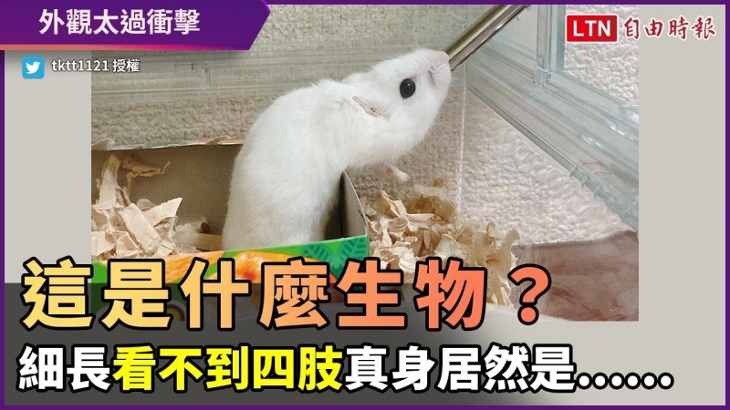 這是什麼生物?白毛、細長身體且看不到四肢令人好困惑 這是什麼生物?白毛、細長身體且看不到四肢令人好困惑