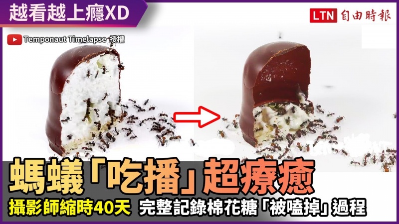 喜歡看吃播嗎?攝影師40天縮時 完整記錄螞蟻大軍「嗑掉」棉花糖 喜歡看吃播嗎?攝影師40天縮時 完整記錄螞蟻大軍「嗑掉」棉花糖
