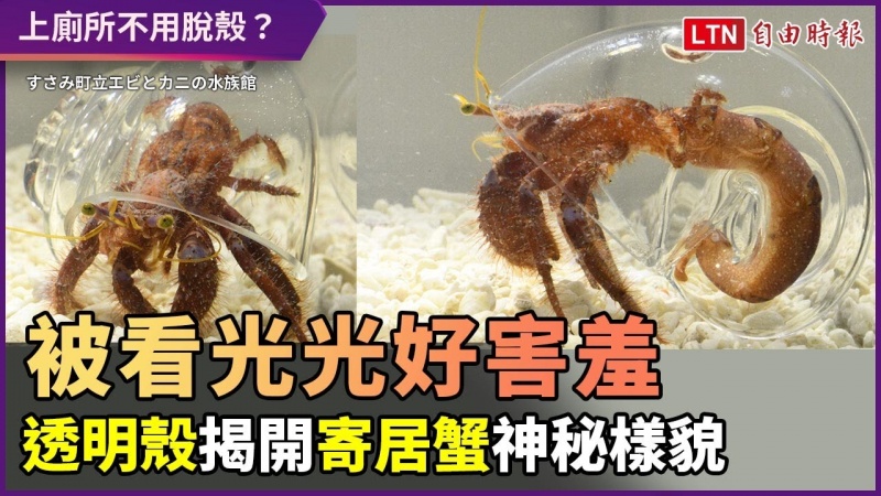 全部都被看光光了超害羞!寄居蟹用透明殼 一揭神秘面貌 全部都被看光光了超害羞!寄居蟹用透明殼 一揭神秘面貌