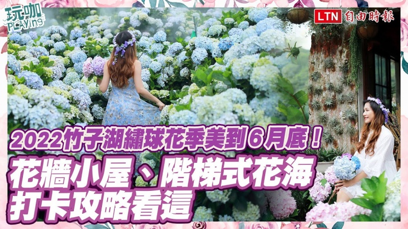 2022竹子湖繡球花季美到6月底!花牆小屋、階梯式花海打卡攻略看這 2022竹子湖繡球花季美到6月底!花牆小屋、階梯式花海打卡攻略看這