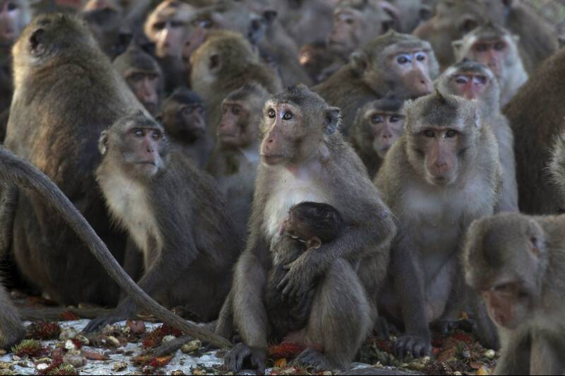 中國實驗猴價格腰斬 囤猴藥企損失12億