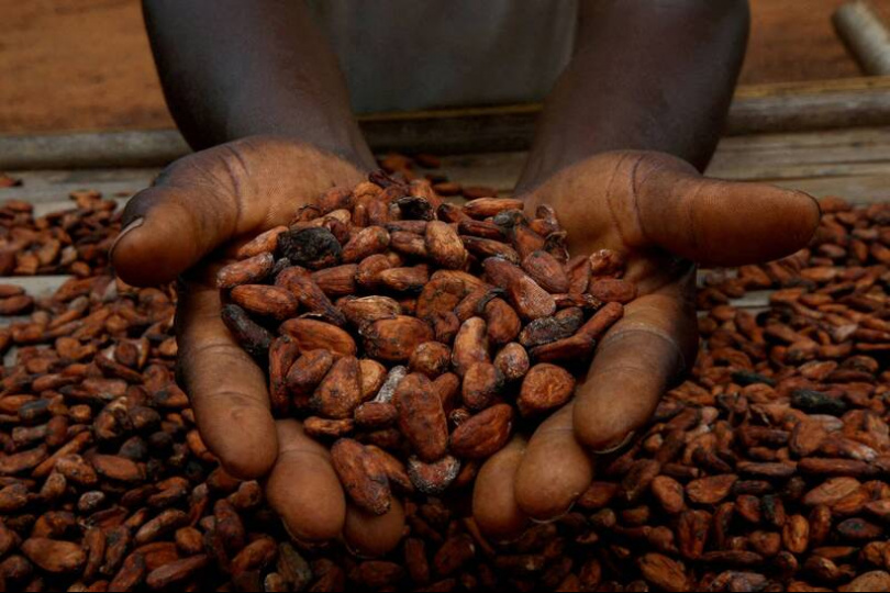 可可豆飆歷史天價 巧克力製造商裁員因應