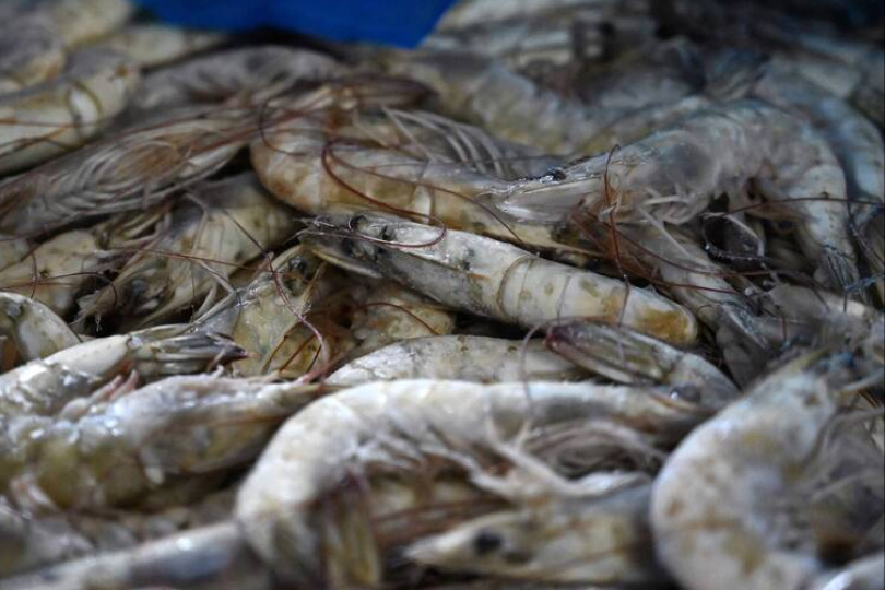 中國蝦價暴跌4成　水產商蠟燭多頭燒