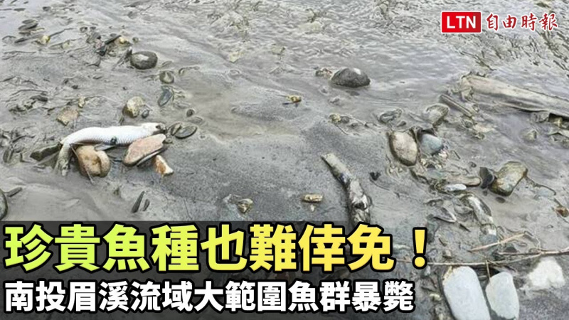 珍貴魚種也難倖免！南投眉溪流域大範圍魚群暴斃(民眾提供)
